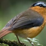 What’s the Best Time for Birdwatching in Uganda?