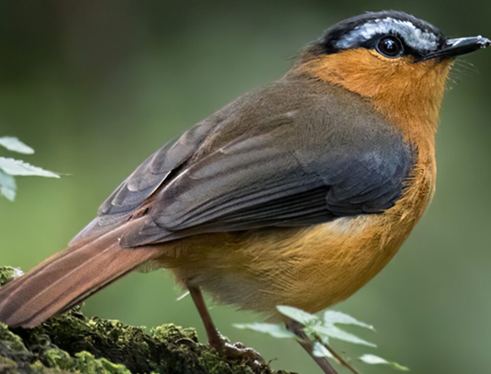 What’s the Best Time for Birdwatching in Uganda?