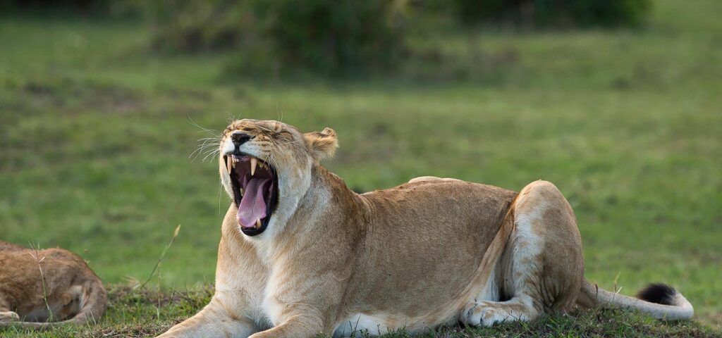 Can I See the Big Five in Uganda?