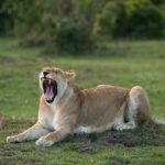 Can I See the Big Five in Uganda?