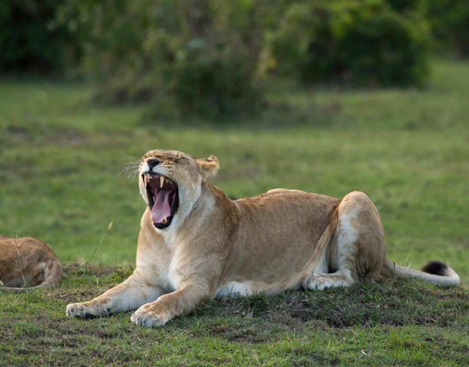 Can I See the Big Five in Uganda?