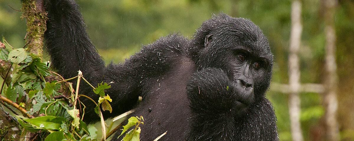 Why is Gorilla Trekking in Rwanda So Expensive?