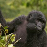 Why is Gorilla Trekking in Rwanda So Expensive?