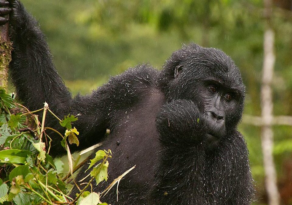 Why is Gorilla Trekking in Rwanda So Expensive?