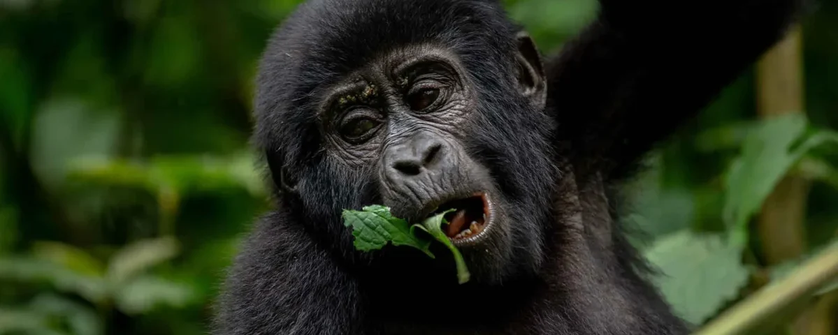 What is a Gorilla Trekking Permit?