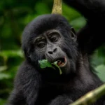 What is a Gorilla Trekking Permit?