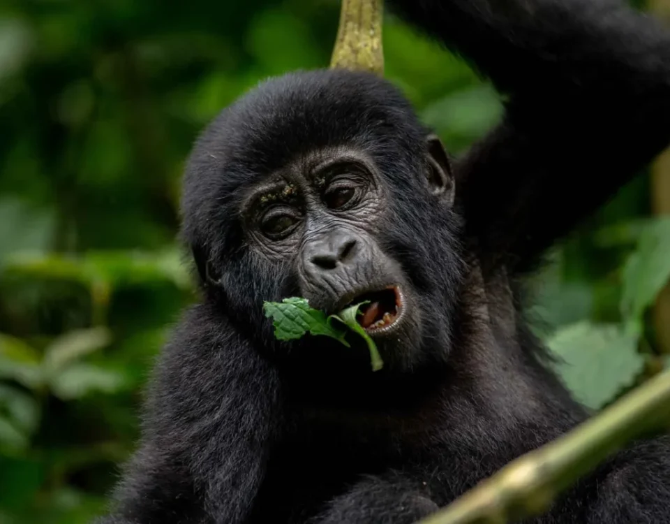 What is a Gorilla Trekking Permit?