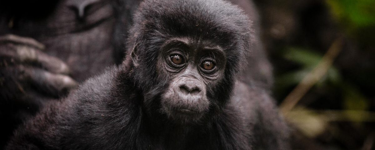Why Is Gorilla Trekking in Rwanda So Expensive and How to Prepare?