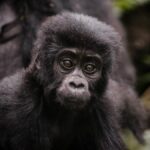 Why Is Gorilla Trekking in Rwanda So Expensive and How to Prepare?
