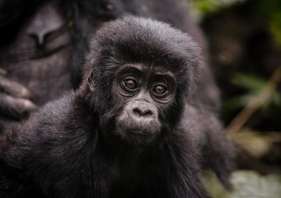 Why Is Gorilla Trekking in Rwanda So Expensive and How to Prepare?