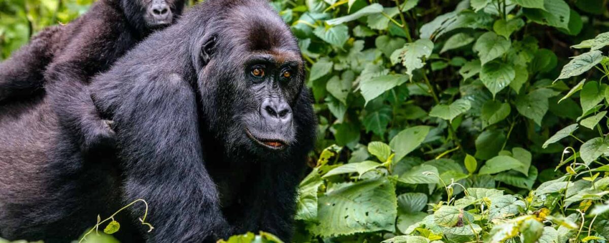 Can I combine gorilla trekking with other activities?