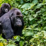 Can I combine gorilla trekking with other activities?