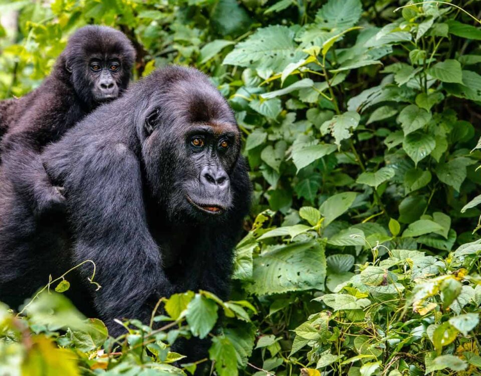 Can I combine gorilla trekking with other activities?