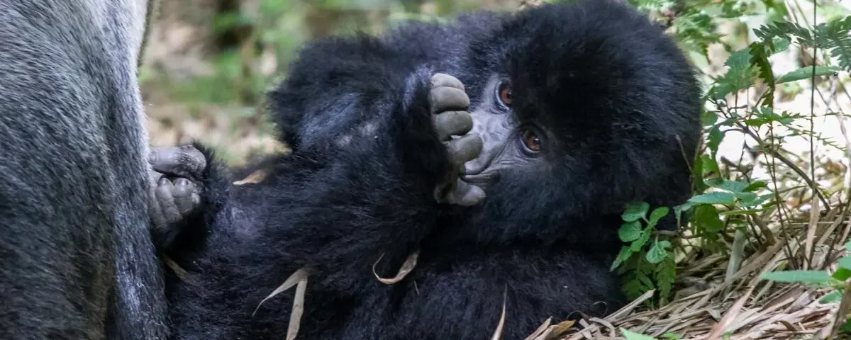 How Do I Book Gorilla Trekking in Rwanda?