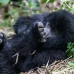 How Do I Book Gorilla Trekking in Rwanda?