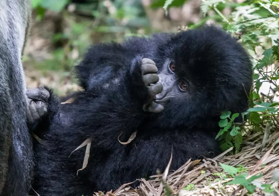 How Do I Book Gorilla Trekking in Rwanda?