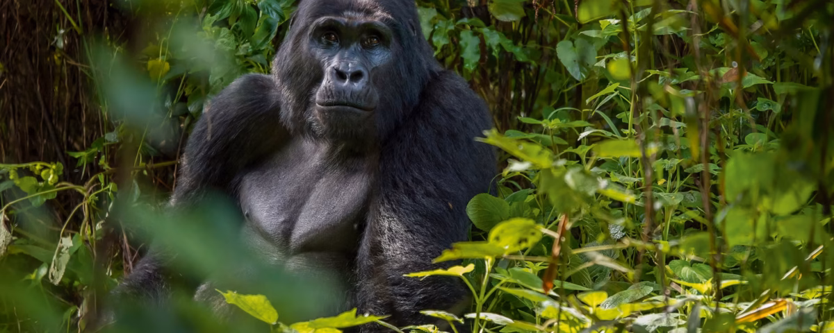 What is the cheapest way to see gorillas in Uganda?