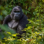 What is the cheapest way to see gorillas in Uganda?