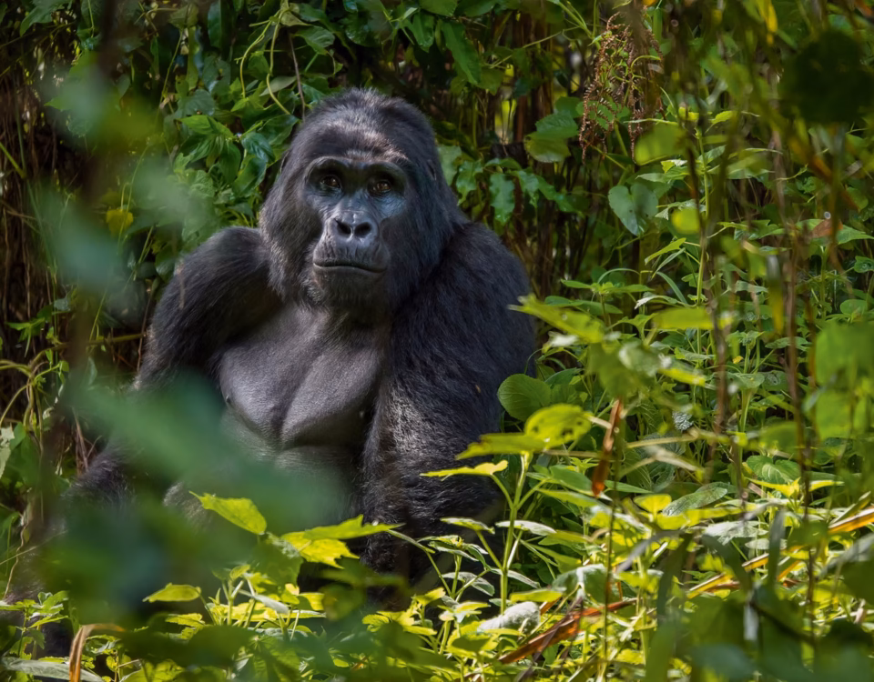 What is the cheapest way to see gorillas in Uganda?