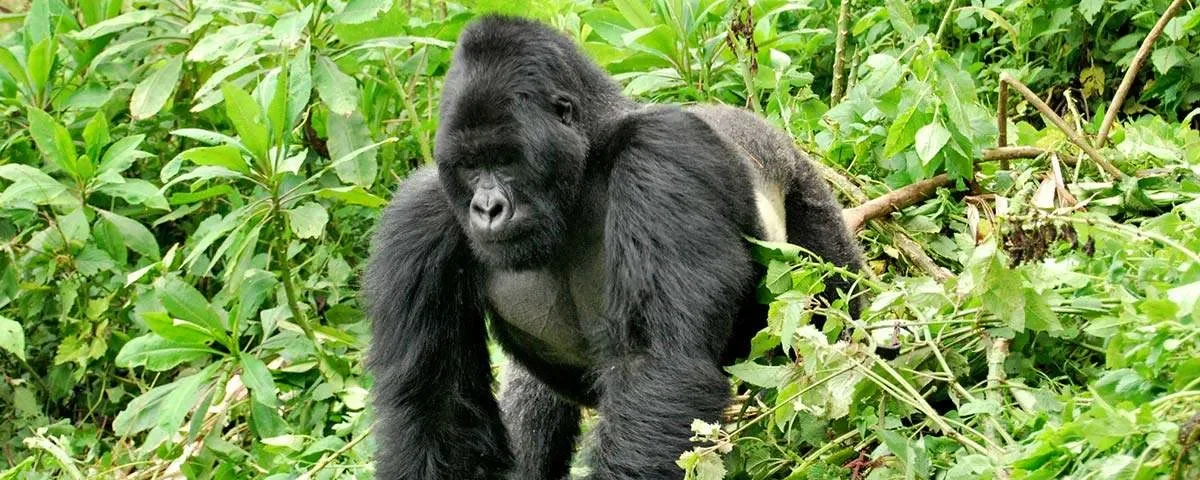 Is Rwanda Better Than Uganda for Gorilla Trekking?