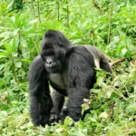 Is Rwanda Better Than Uganda for Gorilla Trekking?