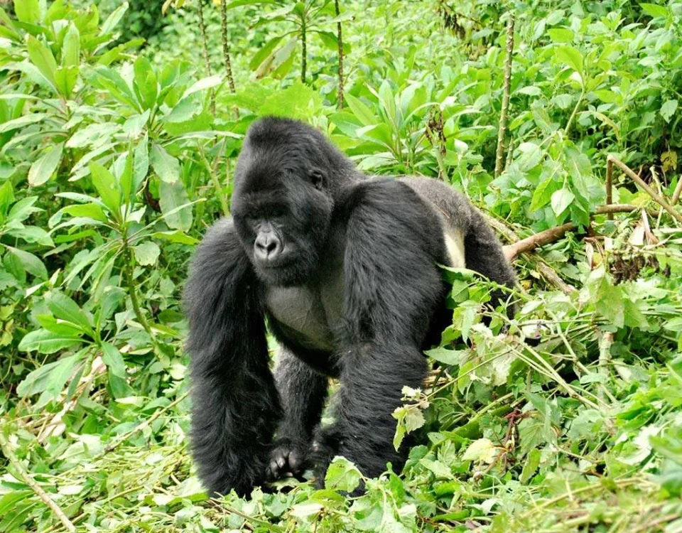 Is Rwanda Better Than Uganda for Gorilla Trekking?