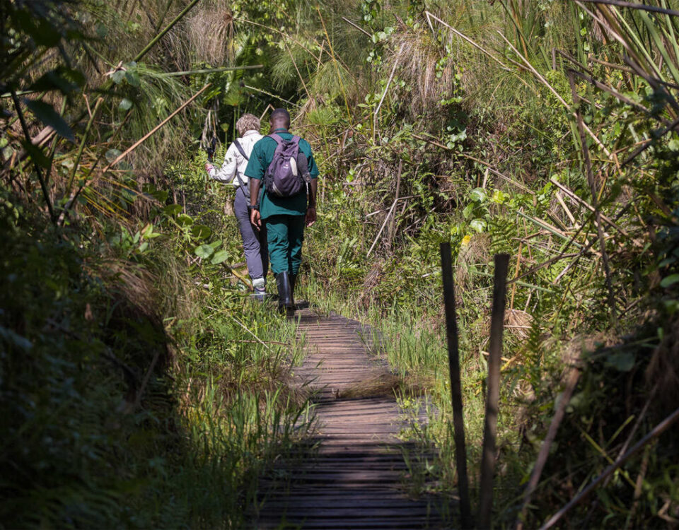 Are There Any Health Risks on a Uganda Safari?