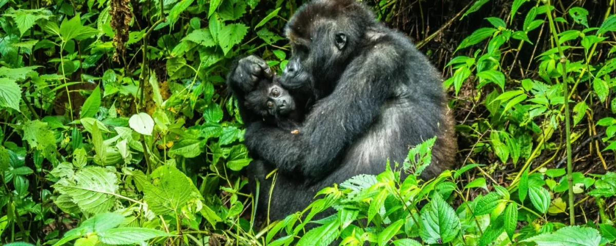 Is Uganda or Rwanda Better for Gorilla Trekking in 2026?