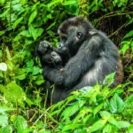 Is Uganda or Rwanda Better for Gorilla Trekking in 2026?
