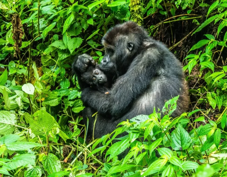Is Uganda or Rwanda Better for Gorilla Trekking in 2026?