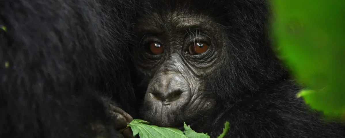 What is the Cheapest Way to See Gorillas?