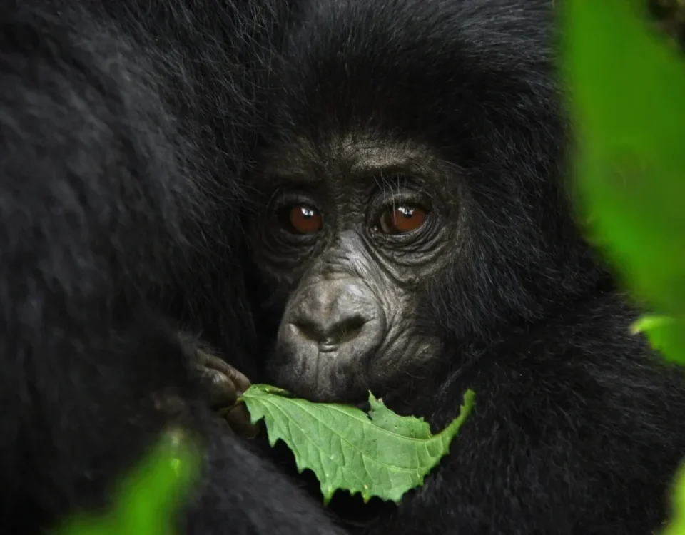 What is the Cheapest Way to See Gorillas?