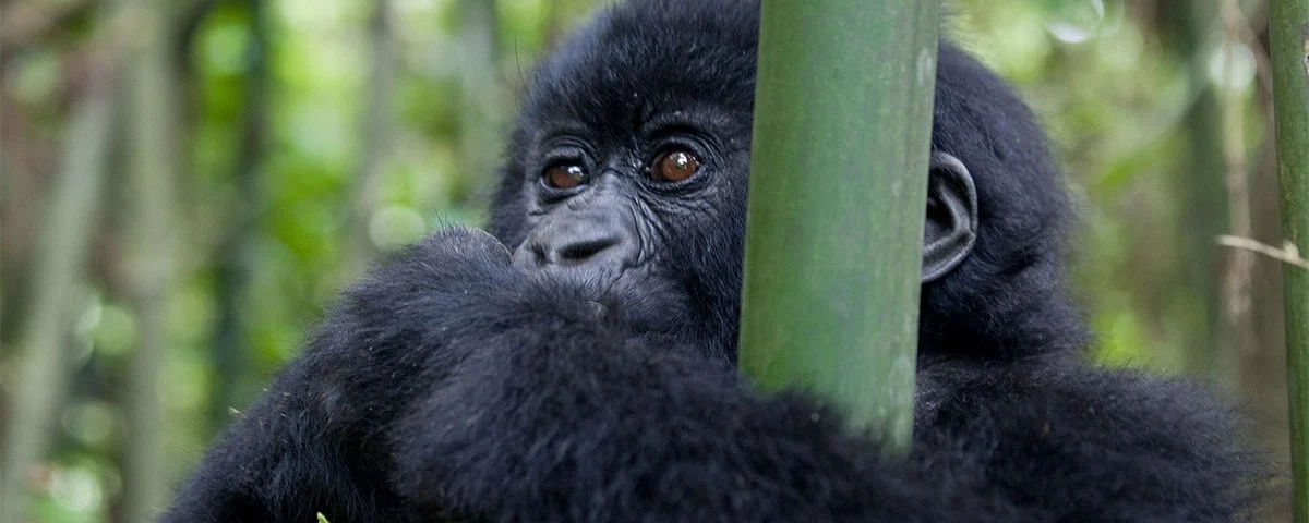 How much is the gorilla permit in Uganda 2026?