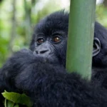 How much is the gorilla permit in Uganda 2026?