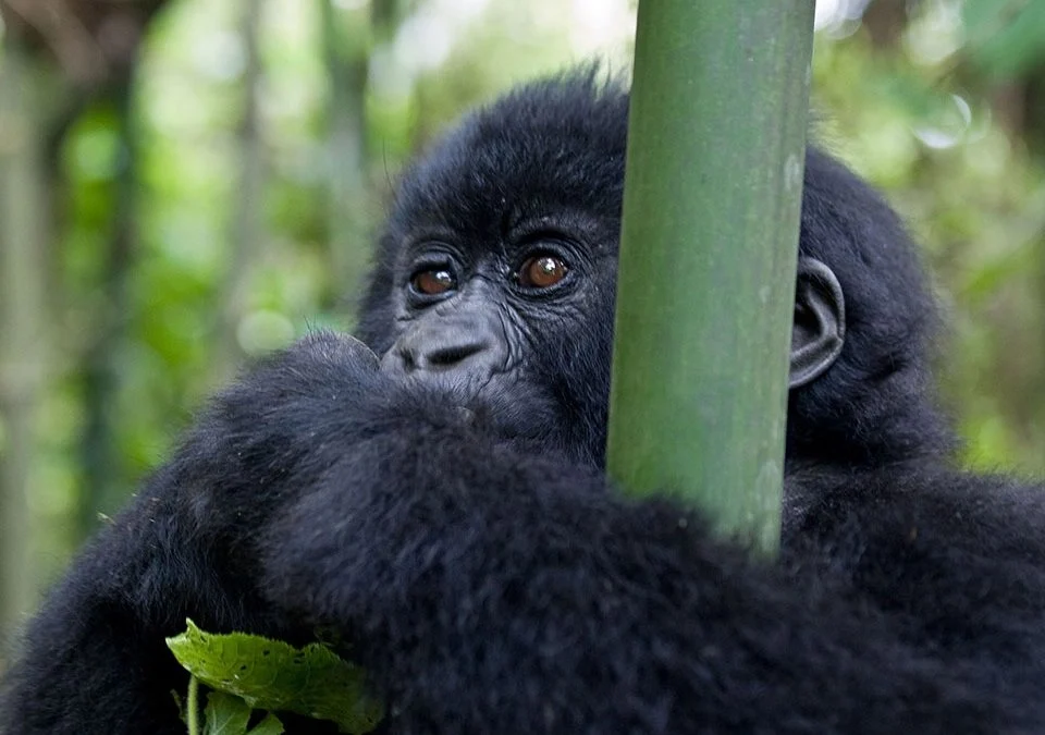 How much is the gorilla permit in Uganda 2026?