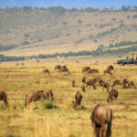 How Does Wildlife Viewing in the Mara Triangle Differ from the Central or Eastern Maasai Mara?
