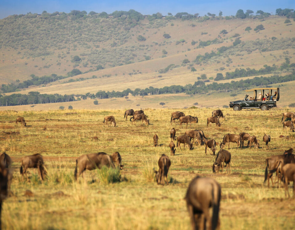 How Does Wildlife Viewing in the Mara Triangle Differ from the Central or Eastern Maasai Mara?