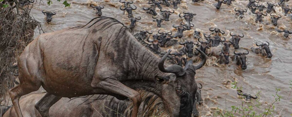 During Which Months Does the Great Migration River Crossing Typically Occur Near the Maasai Mara?