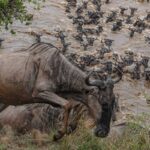 During Which Months Does the Great Migration River Crossing Typically Occur Near the Maasai Mara?