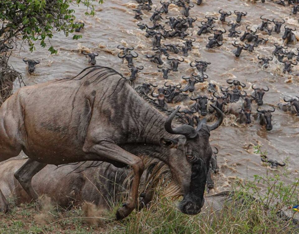 During Which Months Does the Great Migration River Crossing Typically Occur Near the Maasai Mara?