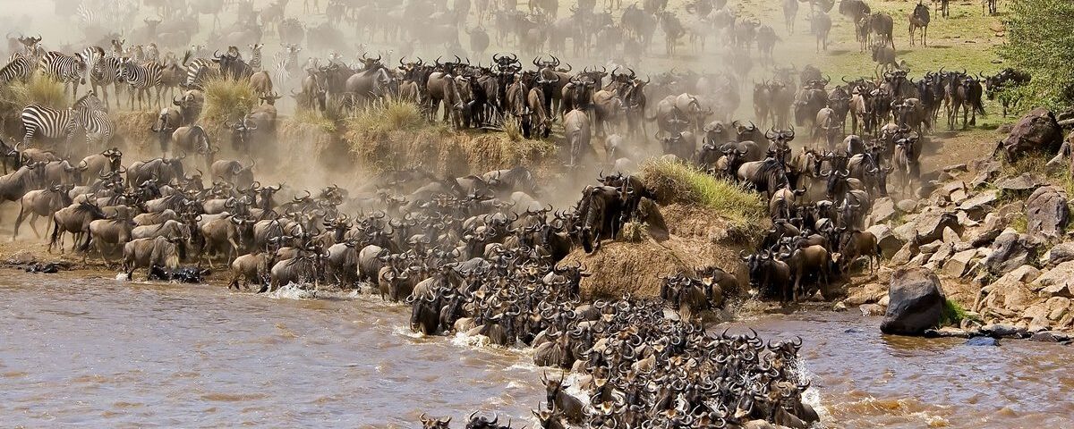 During Which Months Does the Great Migration River Crossing Typically Occur Near the Maasai Mara?