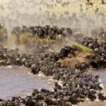 During Which Months Does the Great Migration River Crossing Typically Occur Near the Maasai Mara?
