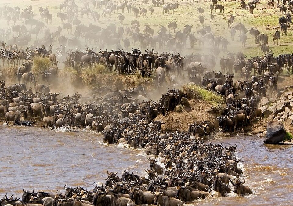 During Which Months Does the Great Migration River Crossing Typically Occur Near the Maasai Mara?