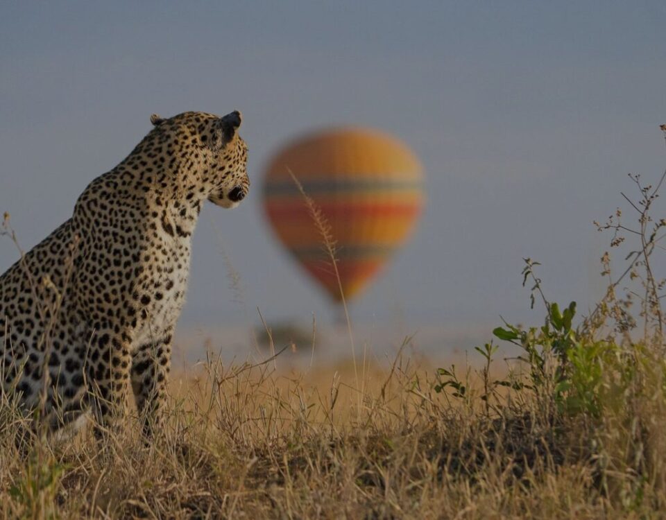 Is a Hot Air Balloon Safari Over the Maasai Mara Easily Coordinated from Angama Mara?